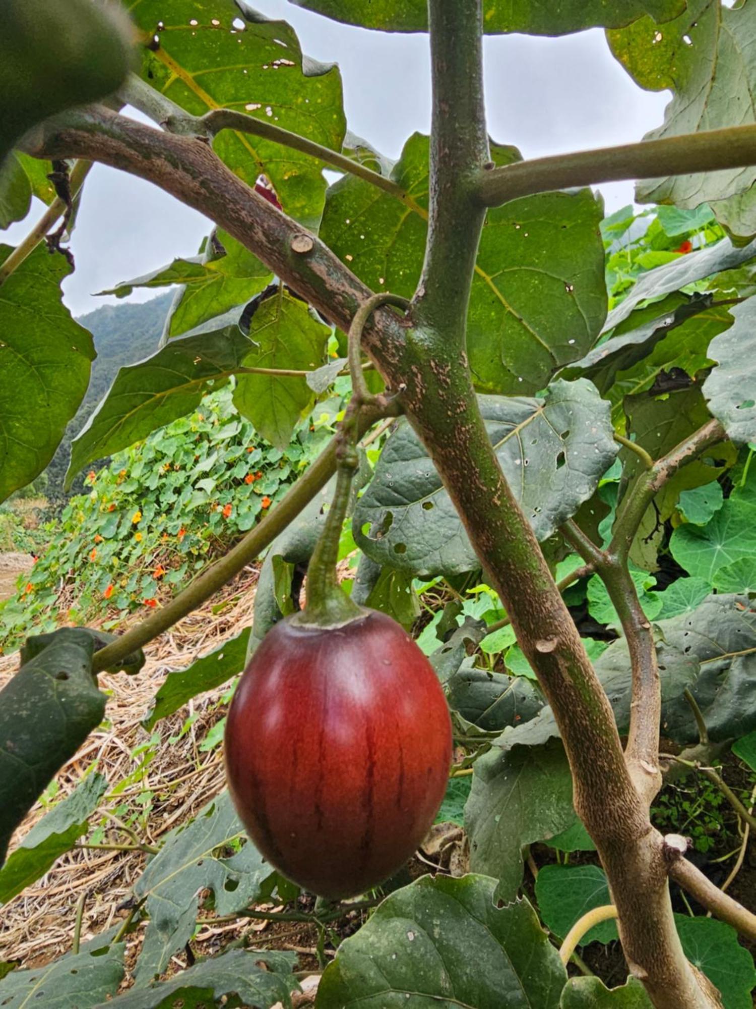 בית הארחה לה פוססיון 	Au Coeur Des Plantations מראה חיצוני תמונה